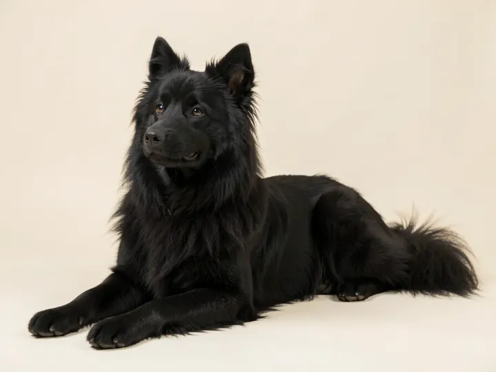 Eurasier liegend, KI-generiertes Bild