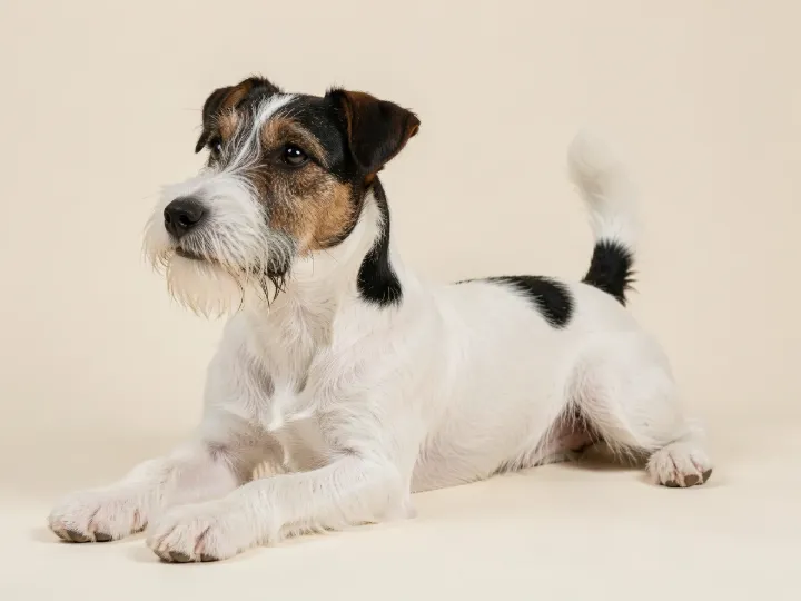 Foxterrier (Drahthaar) liegend, KI-generiertes Bild