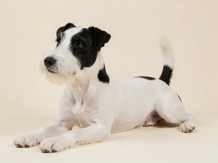 Foxterrier (Glatthaar) liegend, KI-generiertes Bild