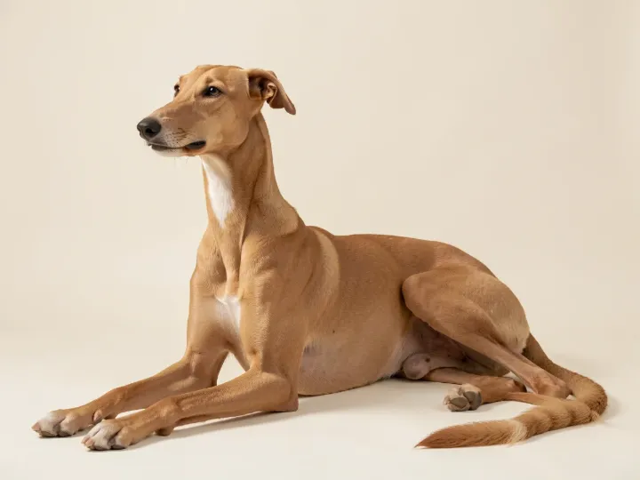 Galgo Español liegend, KI-generiertes Bild