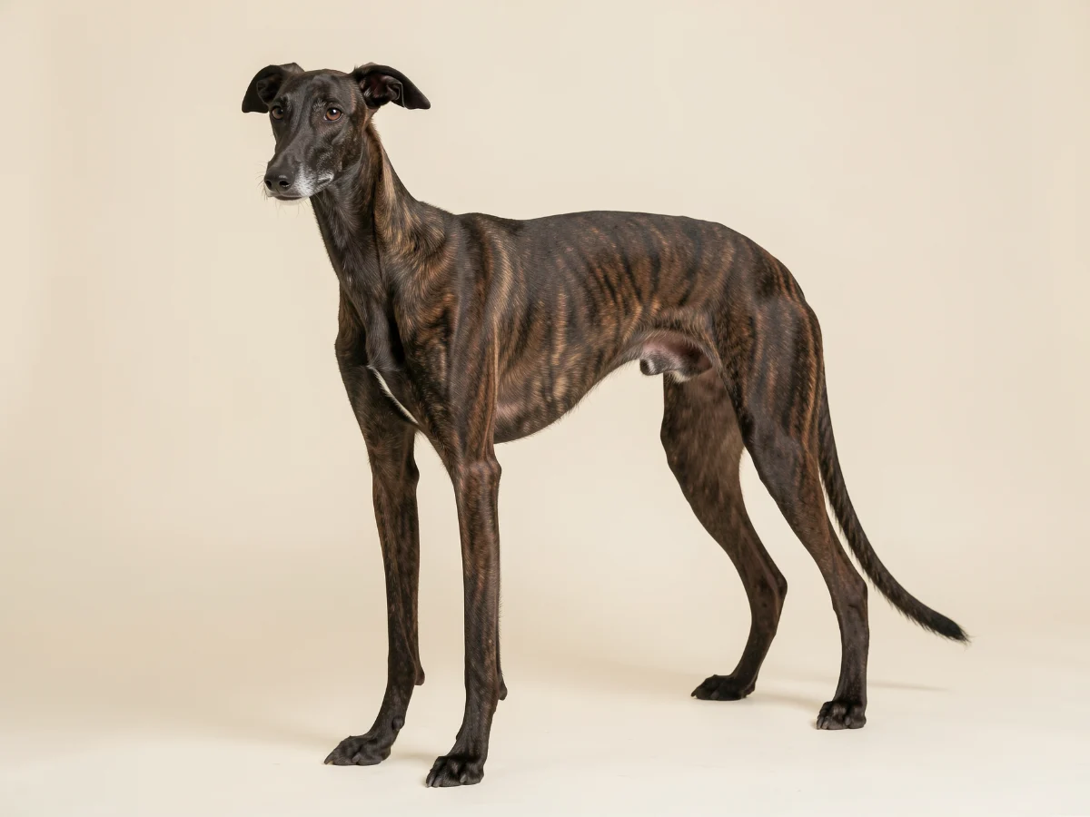 Galgo Español stehend, KI-generiertes Bild