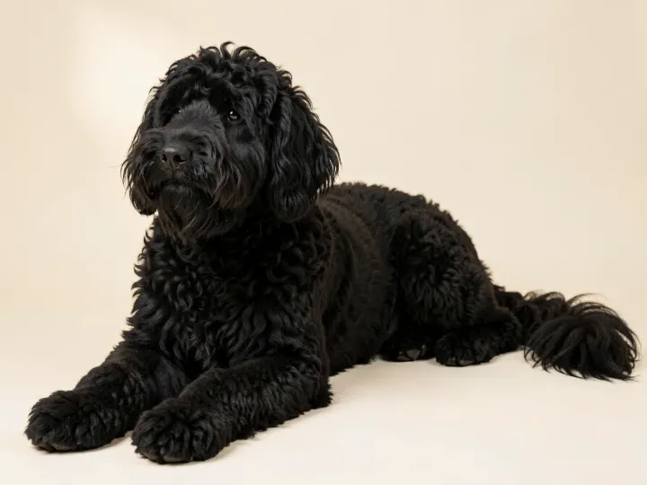 Goldendoodle liegend, KI-generiertes Bild