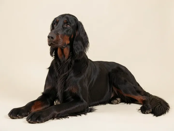 Gordon Setter liegend, KI-generiertes Bild