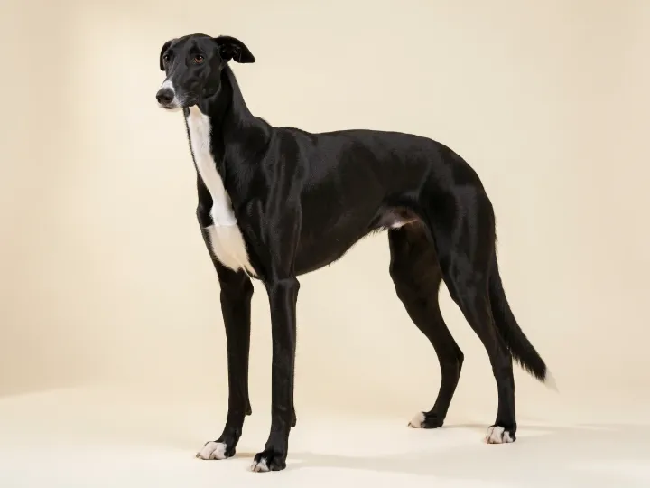 Greyhound, KI-generiertes Bild