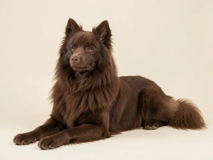 Großspitz liegend, KI-generiertes Bild
