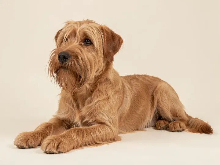 Irish Soft Coated Wheaten Terrier liegend, KI-generiertes Bild