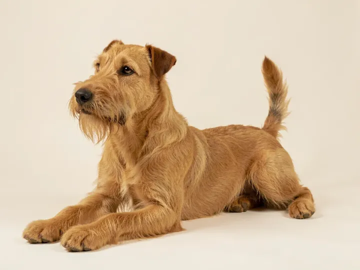 Irish Terrier liegend, KI-generiertes Bild