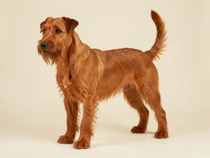 Irish Terrier, KI-generiertes Bild