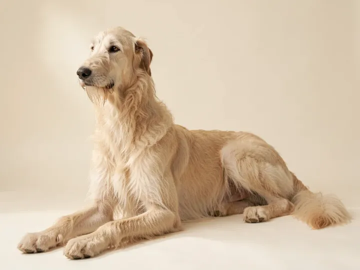 Irish Wolfhound liegend, KI-generiertes Bild