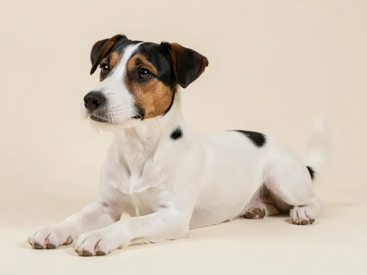 Jack Russell Terrier liegend, KI-generiertes Bild