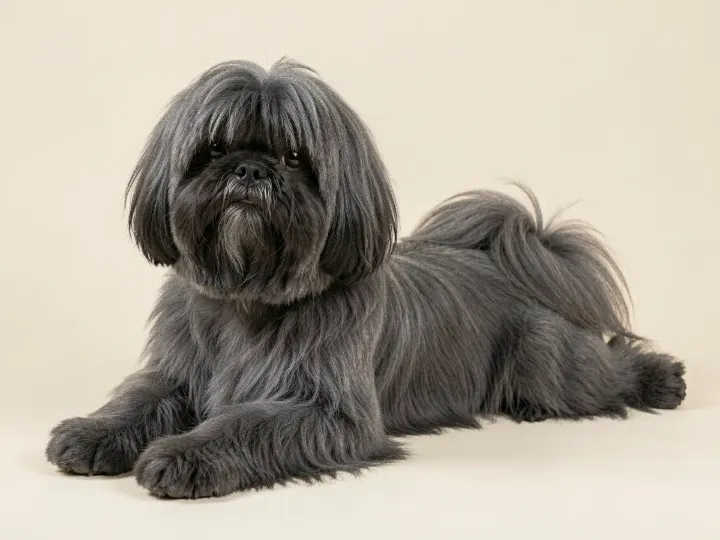 Lhasa Apso liegend, KI-generiertes Bild