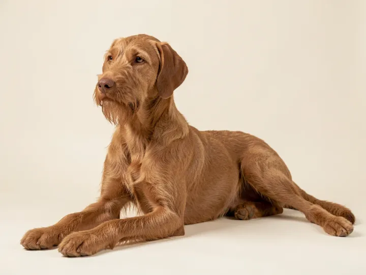 Magyar Vizsla Drahthaar liegend, KI-generiertes Bild