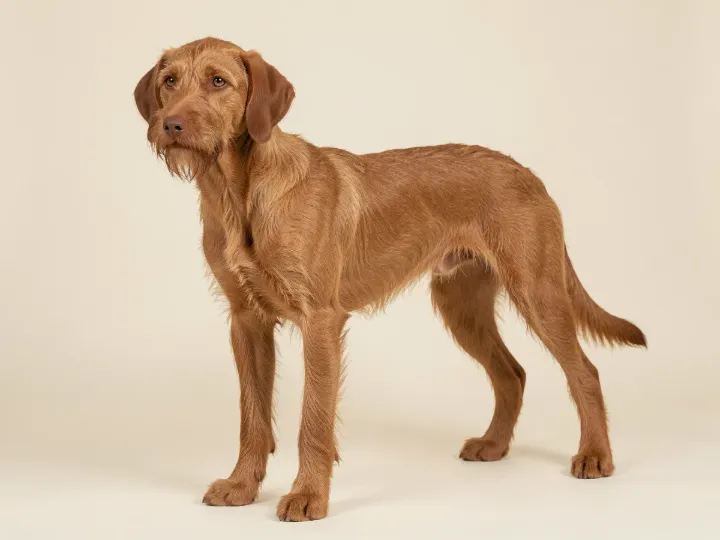 Magyar Vizsla Drahthaar, KI-generiertes Bild