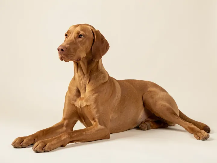 Magyar Vizsla liegend, KI-generiertes Bild