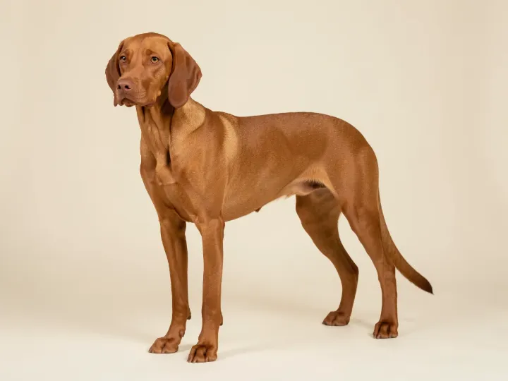 Magyar Vizsla, KI-generiertes Bild
