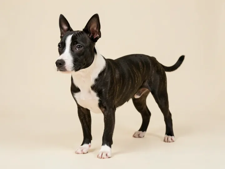 Miniature Bull Terrier, KI-generiertes Bild