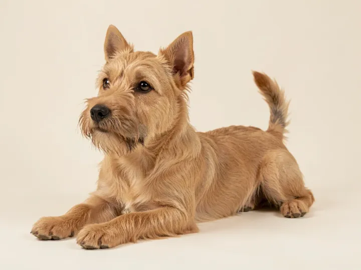 Norwich Terrier liegend, KI-generiertes Bild