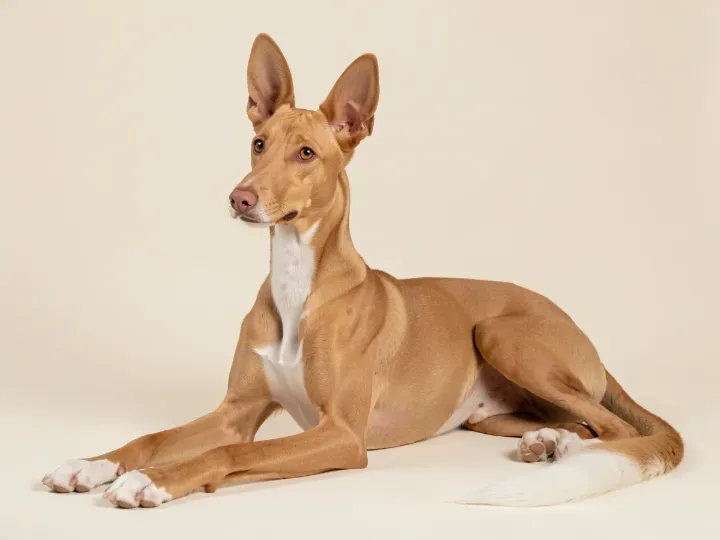 Pharaonenhund liegend, KI-generiertes Bild