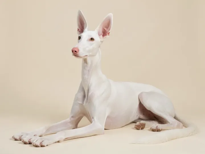Podenco Ibicenco liegend, KI-generiertes Bild
