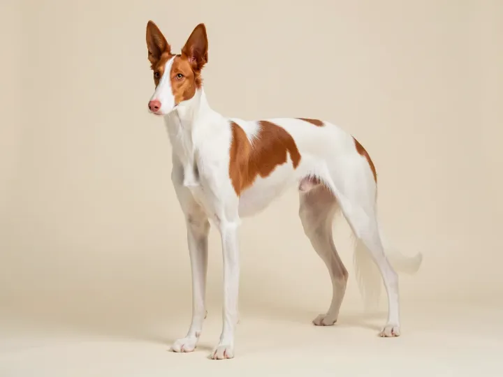 Podenco Ibicenco, KI-generiertes Bild