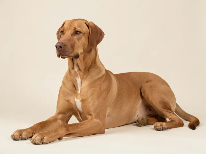Rhodesian Ridgeback liegend, KI-generiertes Bild