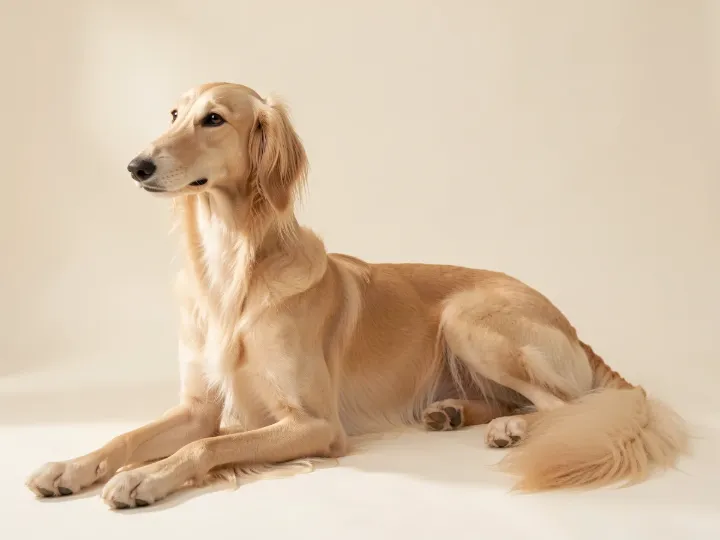 Saluki liegend, KI-generiertes Bild