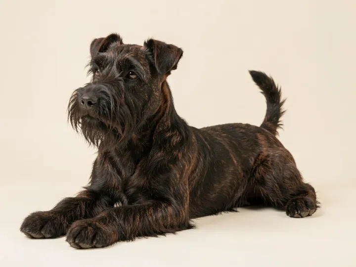 Scottish Terrier liegend, KI-generiertes Bild