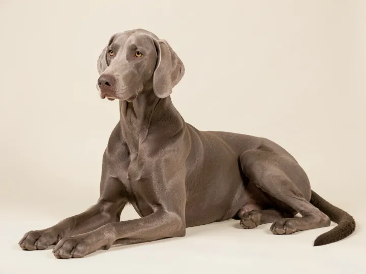 Weimaraner liegend, KI-generiertes Bild