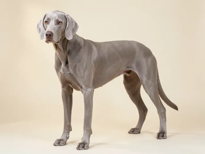 Weimaraner, KI-generiertes Bild