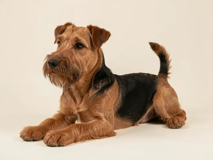 Welsh Terrier liegend, KI-generiertes Bild