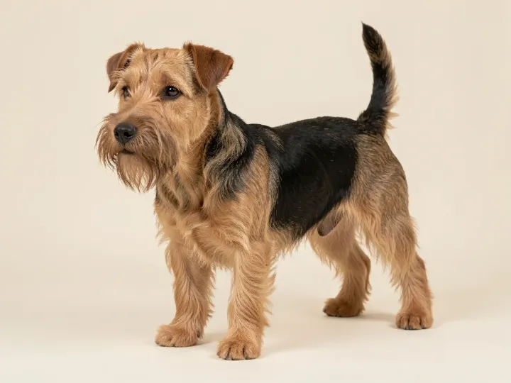 Welsh Terrier, KI-generiertes Bild