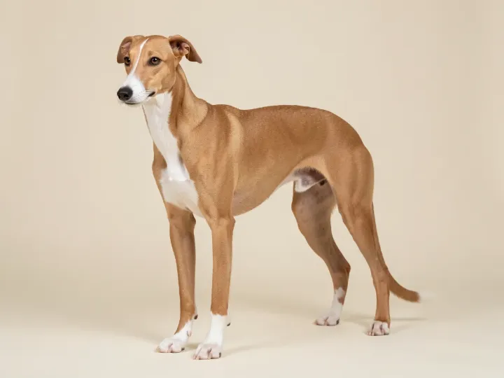 Whippet, KI-generiertes Bild