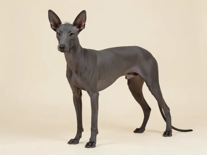 Xoloitzcuintle, KI-generiertes Bild